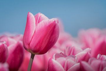 roze tulpen met blauwe lucht van Margreet Riedstra
