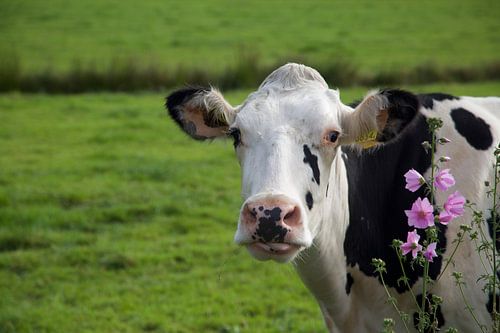 Koe in de wei van LiquesArt