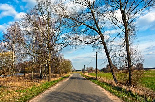 Lenteachtige landweg met berken in het Oderbruch