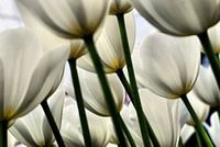 Flower Power 5