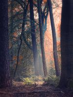 Transitions 3/3 (Herfst impressie)
