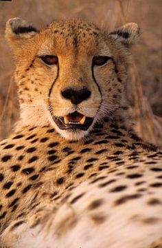 Cheeta by Paul van Gaalen, natuurfotograaf