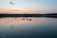 Entenküken bei Sonnenuntergang