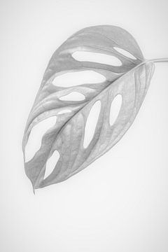 White Monstera or hole plant leaf by Denise Tiggelman