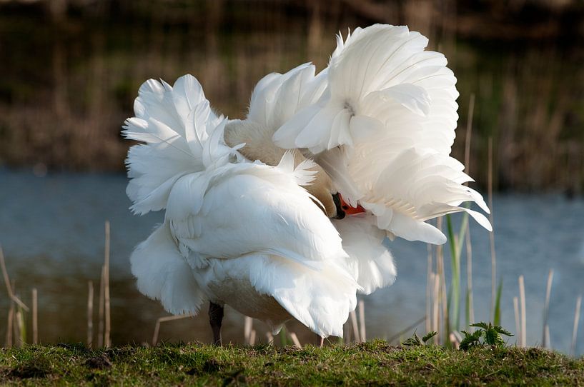 White Swan by Loek Lobel