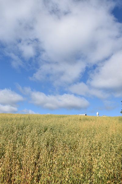 A field of oats in autumn by Claude Laprise
