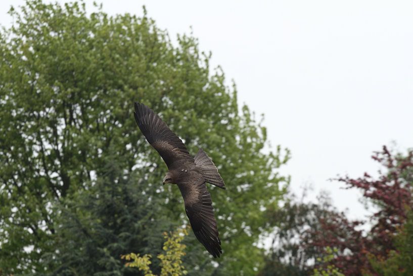 Bussard von Sander Miedema