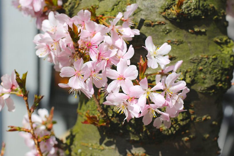 Frühlingsblüte von Marianna Pobedimova