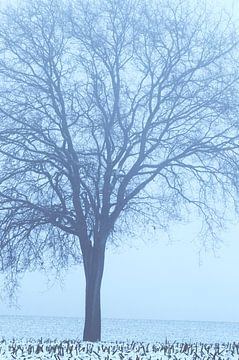 Eenzaam winters van LANETfotografie