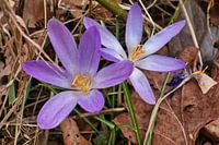 Crocus