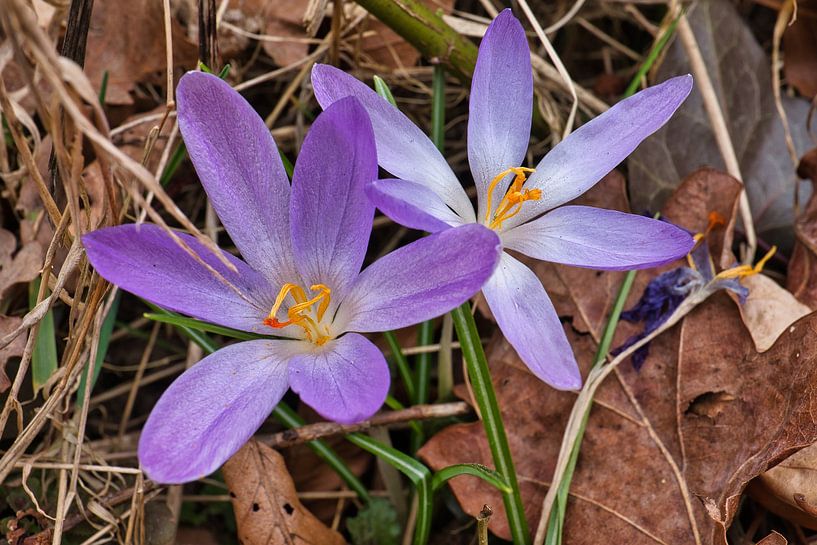 Krokus von Raphael Kipfer