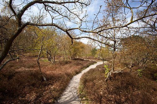 Sand path in Dutch dunes