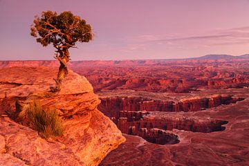 Boom bij Grand View Point, Canyonlands National Park, Utah, VS