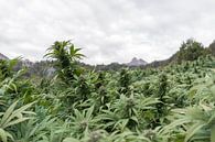 Cannabis field in the mountains by Felix Brönnimann thumbnail
