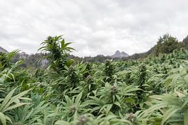 Cannabis Feld in den Bergen von Poster Art Shop