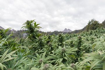Cannabis field in the mountains by Felix Brönnimann