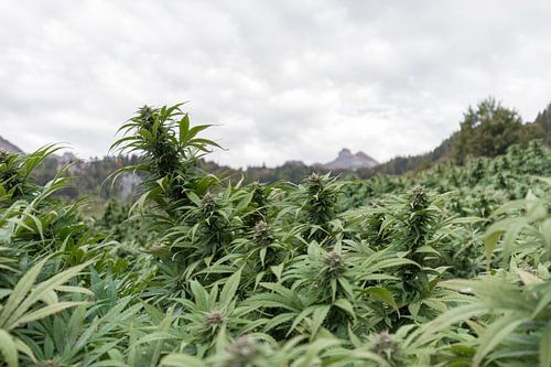 Cannabisveld in de bergen