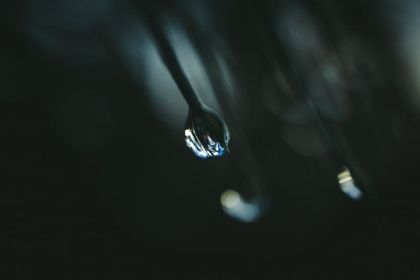 Tropfen auf einer Tanne von Jan