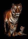 Een tijger met haar twee welpen van Bert Hooijer thumbnail