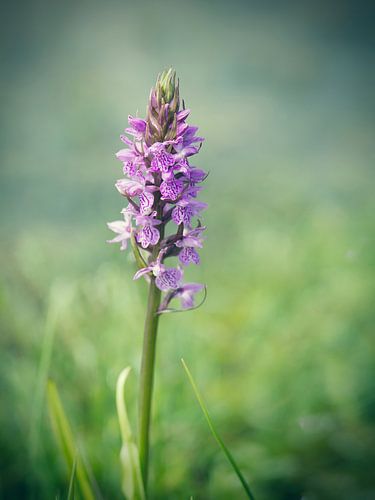 Purper Orchis