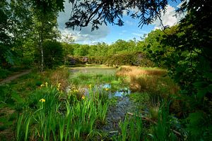 Lisdodden und Rhododendren an einem See