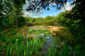 Lisdodden and Rhododendrons at a lake by Jenco van Zalk