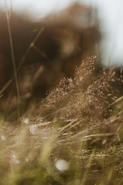 Photo de rêve de belles fleurs sauvages lors d'un coucher de soleil dans le sud du Limbourg | Photog par eighty8things