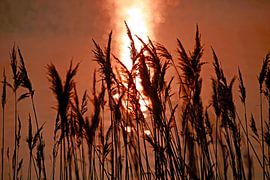 Baltic Sea shore by Thomas Jäger