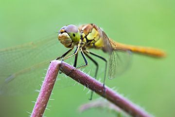 Dragonfly by Evelyne Renske