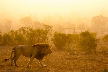Lion dans le parc national Kruger sur Caroline Piek