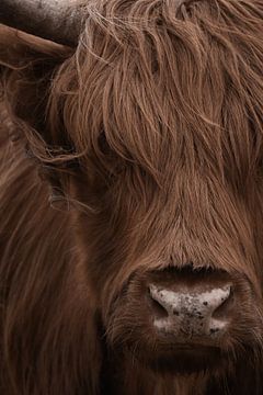 Schotse Hooglander portret in kleur van Marjolein van Middelkoop