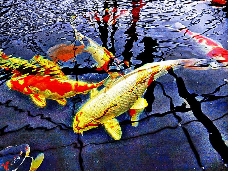 Koi Carp Huddle by Dorothy Berry-Lound
