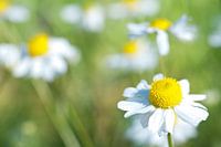 Marguerites