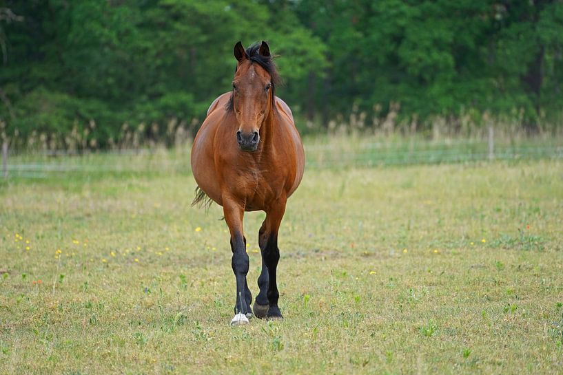 Trakehner Feldmeyer auf der Weide von Babetts Bildergalerie