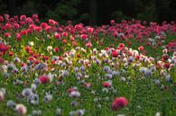 Bright and colourful poppies by Moetwil en van Dijk - Fotografie thumbnail