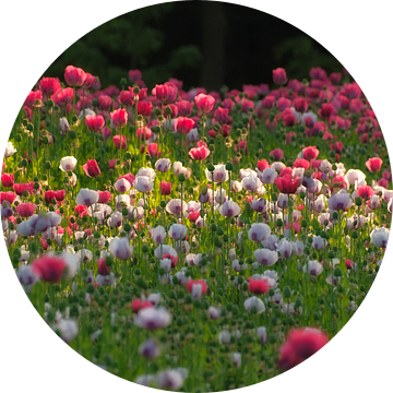 Fleurige en kleurige papavers van Moetwil en van Dijk - Fotografie
