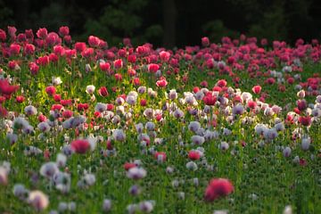 Fleurige en kleurige papavers van Moetwil en van Dijk - Fotografie