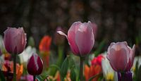Tulipes néerlandaises