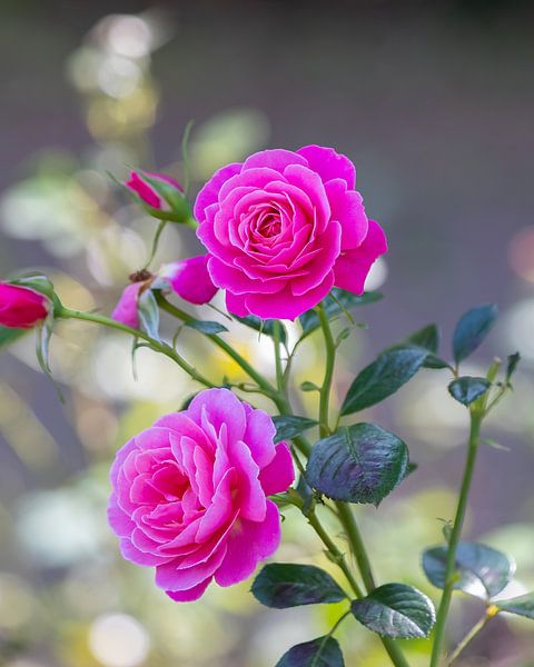 kleurrijke bloemen van Stuart De vries