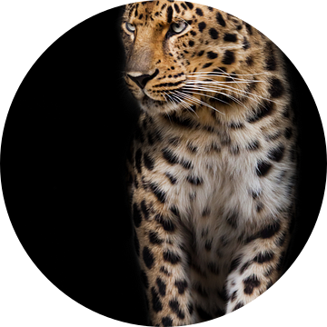 Een kalm en zelfverzekerd luipaard kijkt neerbuigend opzij. zwarte achtergrond geïsoleerd van Michael Semenov