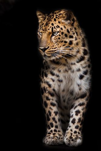 Ein ruhiger und selbstbewusster Leopard schaut herablassend zur Seite. schwarzer Hintergrund isolier