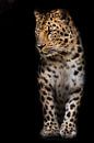 Un léopard calme et confiant regarde avec condescendance sur le côté. Fond noir isolé. par Michael Semenov Aperçu