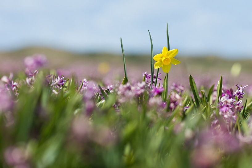 Narcis by Robert van Grinsven