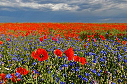 Champ avec coquelicots et bleuets en fleurs