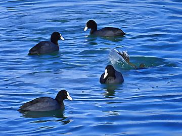 Alimentation des foulques sur Dorothy Berry-Lound