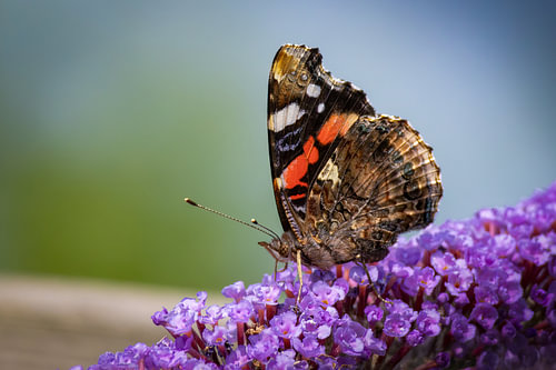 Atalanta on a purple butterfly bush