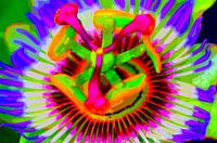 Big Neon Flower