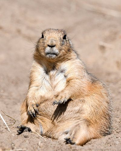 Marmot in the sand