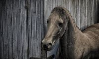 Paard