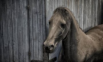 Paard van Ronald Rietveld